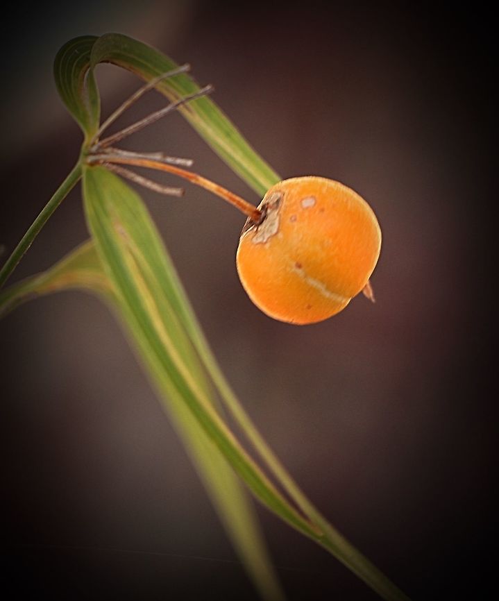 Wombat Berry - Eustrephus latifolius  Australia,Eustrephus,Eustrephus latifolius,Geotagged,Winter