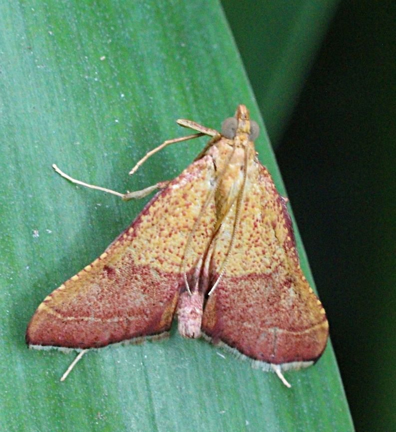 Endotricha pyrosalis  Australia,Eamw moth,Endotricha ew,Endotricha pyrosalis,Geotagged,Summer