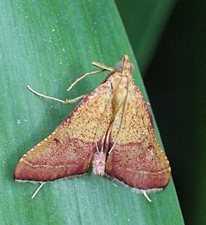Endotricha pyrosalis  Australia,Eamw moth,Endotricha ew,Endotricha pyrosalis,Geotagged,Summer