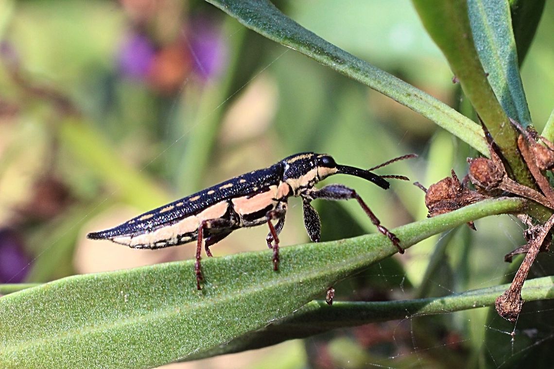 Long-nosed weevil - Rhinotia hemistictus  Australia,Geotagged,Long-nosed weevil,Rhinotia hemistictus,Summer