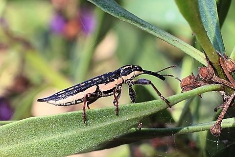 Long-nosed weevil - Rhinotia hemistictus  Australia,Geotagged,Long-nosed weevil,Rhinotia hemistictus,Summer
