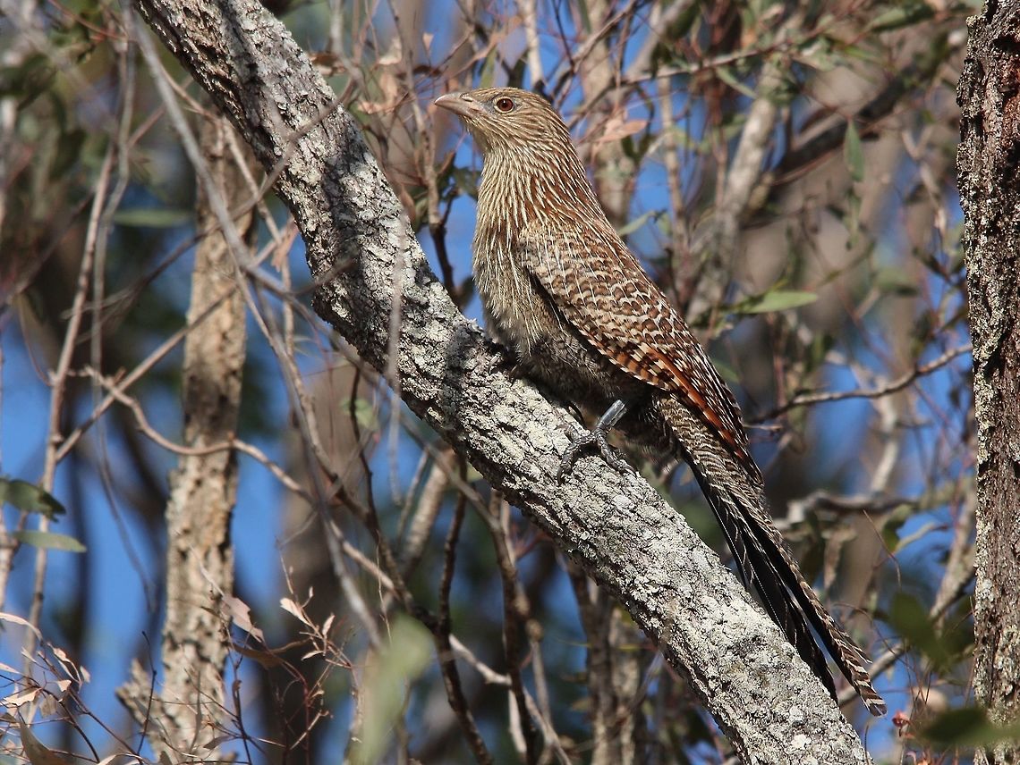 Pacific koel  - Eudynamys orientalis Female koel ( adult ) Australia,Eudynamys orientalis,Geotagged,Pacific koel,Winter