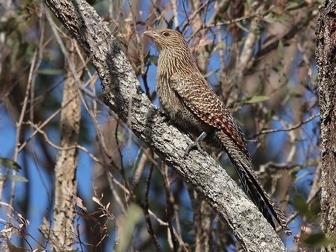Pacific koel  - Eudynamys orientalis Female koel ( adult ) Australia,Eudynamys orientalis,Geotagged,Pacific koel,Winter