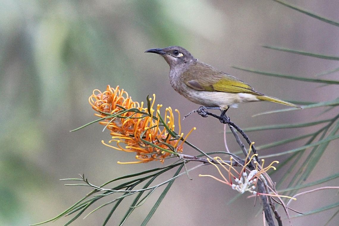 Brown Honeyeater- Lichmera indistincta  Australia,Brown Honeyeater,Geotagged,Lichmera indistincta,Winter