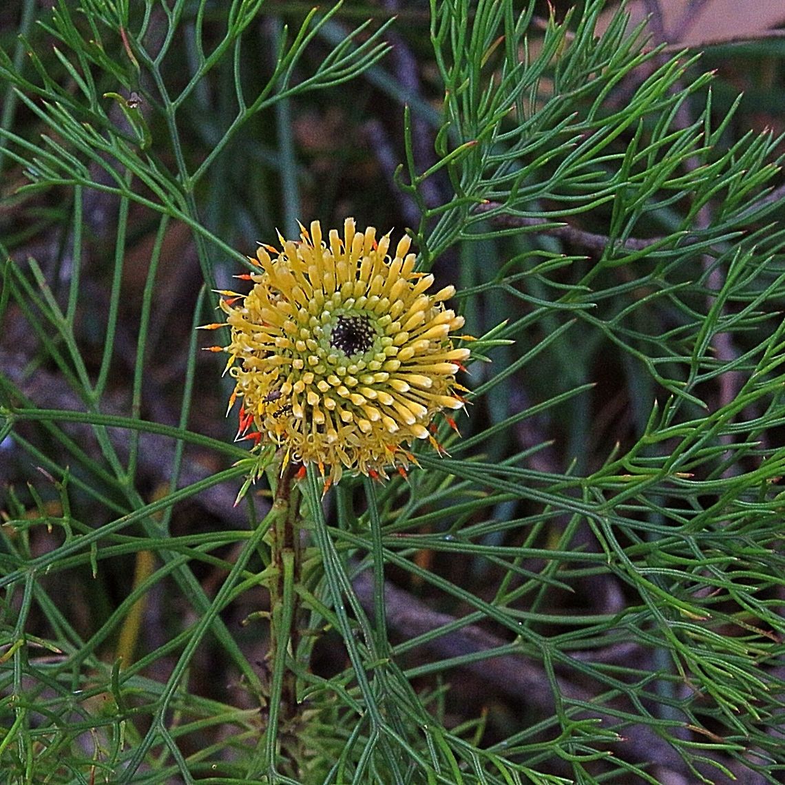 Isopogon petiolaris  Australia,Geotagged,Isopogon anemonifolius
