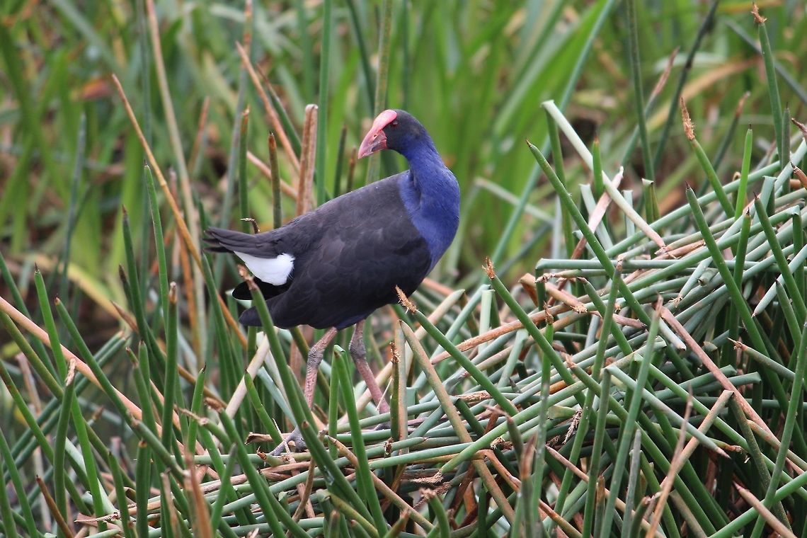 Australasian swamphen - Porphyrio melanotus  Australasian swamphen,Australia,Eamw birds,Geotagged,Porphyrio melanotus,Sep2019,Sommers VIC