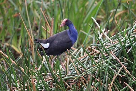 Australasian swamphen - Porphyrio melanotus  Australasian swamphen,Australia,Eamw birds,Geotagged,Porphyrio melanotus,Sep2019,Sommers VIC