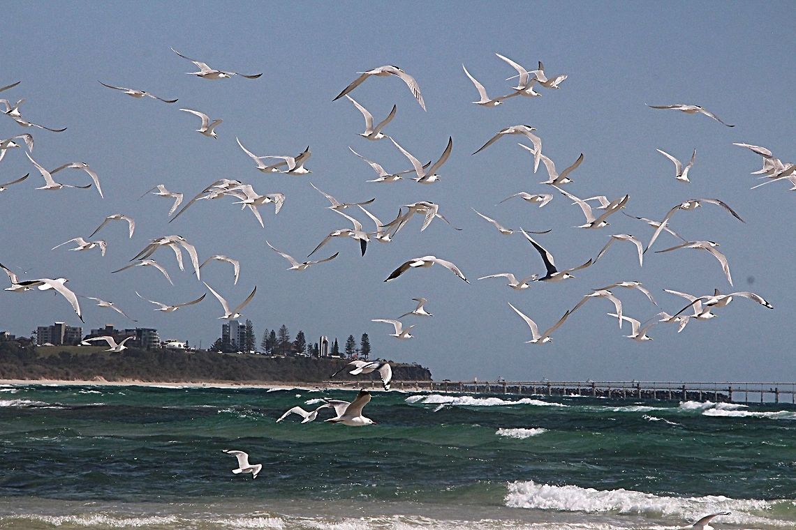 Greater crested tern - Thalasseus bergii On our way to catch fish. Australia,Geotagged,Greater crested tern,Spring,Thalasseus bergii