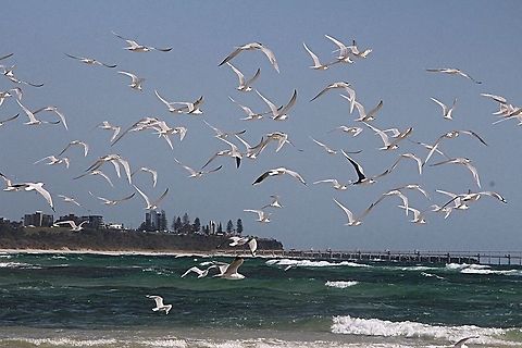 Greater crested tern - Thalasseus bergii On our way to catch fish. Australia,Geotagged,Greater crested tern,Spring,Thalasseus bergii