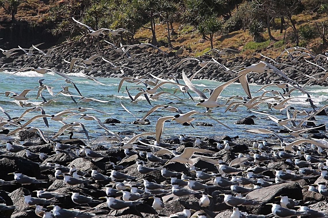 Greater crested tern - Thalasseus bergii Waiting for the tide to come in and bring fish with it. Australia,Geotagged,Greater crested tern,Spring,Thalasseus bergii