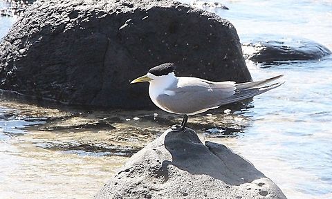 Greater crested tern - Thalasseus bergii  Australia,Geotagged,Greater crested tern,Spring,Thalasseus bergii
