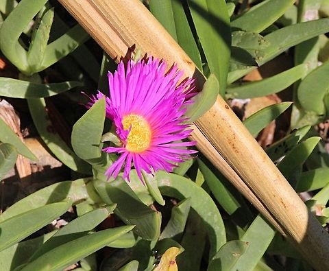 Pigface - Carpobrotus glaucescens Every part of this plant is edible and/or medicinal – the leaves can be used like aloe vera to lessen stings and burns of the skin, as well as eaten raw or cooked. Pigface has been eaten and used extensively by the peoples of Australia for as long as there's been people here. Angular Sea-fig,Australia,Carpobrotus glaucescens,Geotagged,Spring