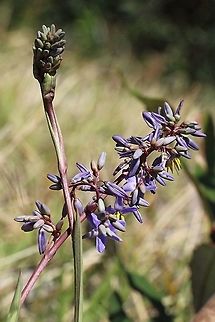 Beach Flax Lily - Dianella congesta 09739C3D-B115-4AC2-9807-9EDFB869AA0F
 Australia,Dianella congesta,Geotagged,Spring