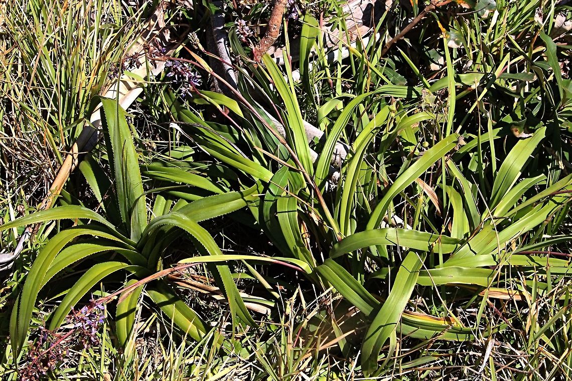 Coastal Flax Lily - Dianella congesta -  Australia,Dianella congesta,Geotagged,Spring