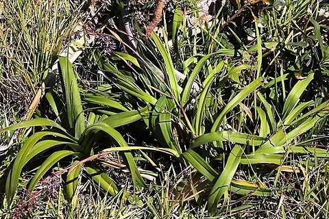 Coastal Flax Lily - Dianella congesta -  Australia,Dianella congesta,Geotagged,Spring