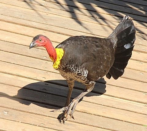 Australian brushturkey - Alectura lathami This brushturkey made use of a board walk in a conservation coastal area. Alectura lathami,Australia,Australian Brushturkey,Geotagged,Spring