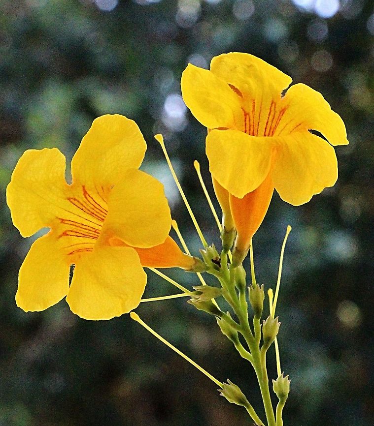 Yellow trumpetbush - Tecoma stans A large shrub or small, much-branched, tree usually growing 1.5 to 5 m tall, but occasionally reaching up to 10 m in height. Yellow bells (Tecoma stans) is regarded as an environmental weed in Queensland and New South Wales, and as a minor or potential environmental weed in the Northern Territory and Western Australia.<br />
<a href="https://weeds.brisbane.qld.gov.au" rel="nofollow">https://weeds.brisbane.qld.gov.au</a> &rsaquo; ...<br />
 Australia,Geotagged,Spring,Tecoma stans