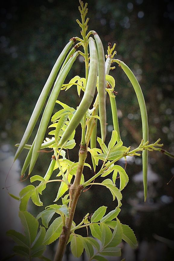 Yellow trumpetbush seedpods - Tecoma stans  Australia,Geotagged,Spring,Tecoma stans