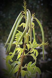 Yellow trumpetbush seedpods - Tecoma stans  Australia,Geotagged,Spring,Tecoma stans