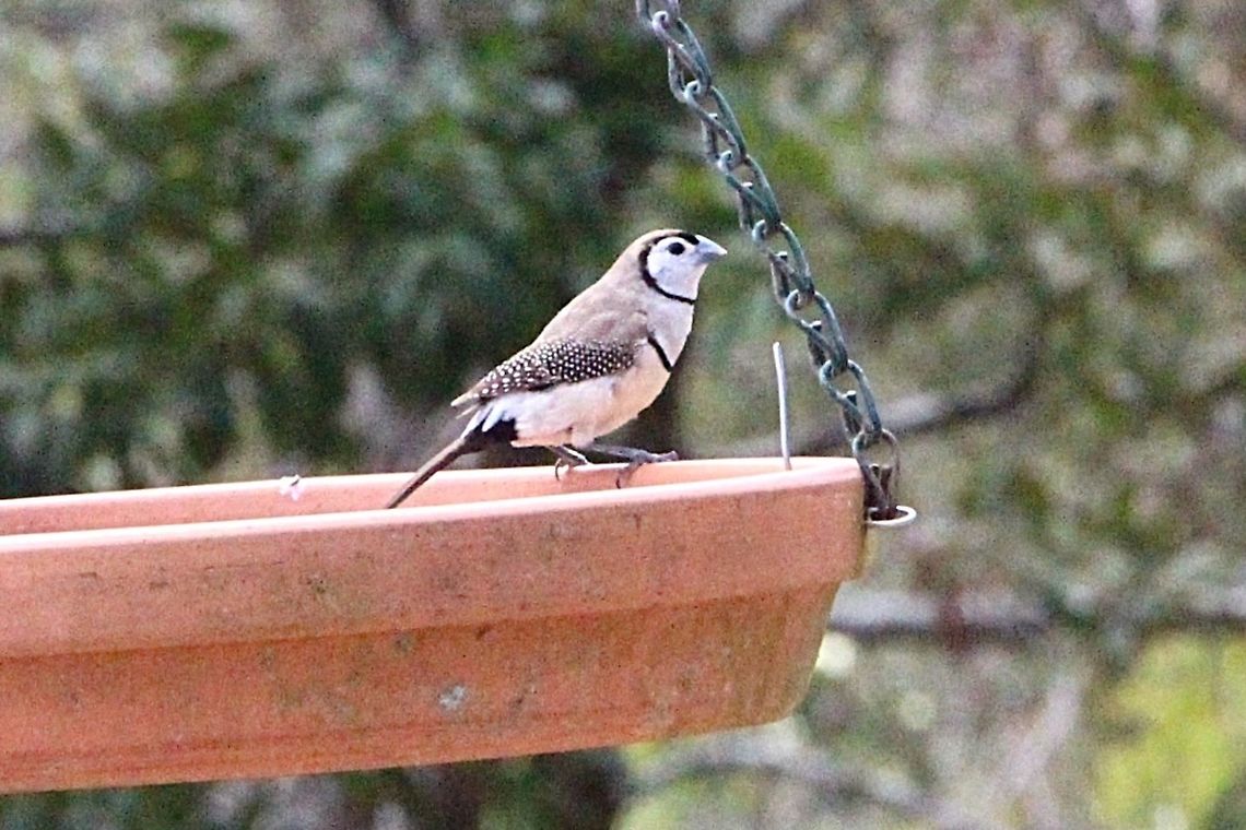 Double-barred finch - Taeniopygia bichenovii Just like we used to feed wild birds during winter in Germany , in Australia especially in the state of Queensland the drought conditions are so severe that many people put out seeds and fresh water for the birds. The seed feeding birds are regular visitors but the insectivorous birds have a hard time as the insect populations are drastically reduced. We are only 3 weeks into our spring and temperatures are already often around 35 c . There is no green grass or wildflowers at all and it looks as if everything will die. Australia,Double-barred Finch,Geotagged,Spring,Taeniopygia bichenovii