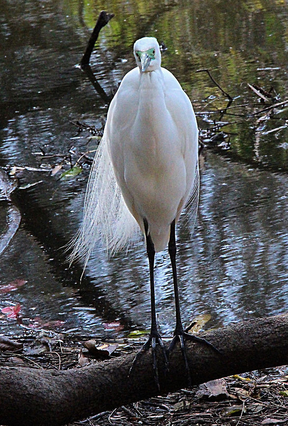 Great egret - Ardea alba Photographed in Currumbin Wildlife Sanctuary, Currumbin QLD Australia  Ardea alba,Australia,Geotagged,Great egret,Spring
