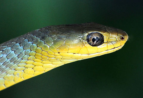 Common tree snake - Dendrelaphis punctulatus  Australia,Dendrelaphis punctulata,Geotagged,Spring