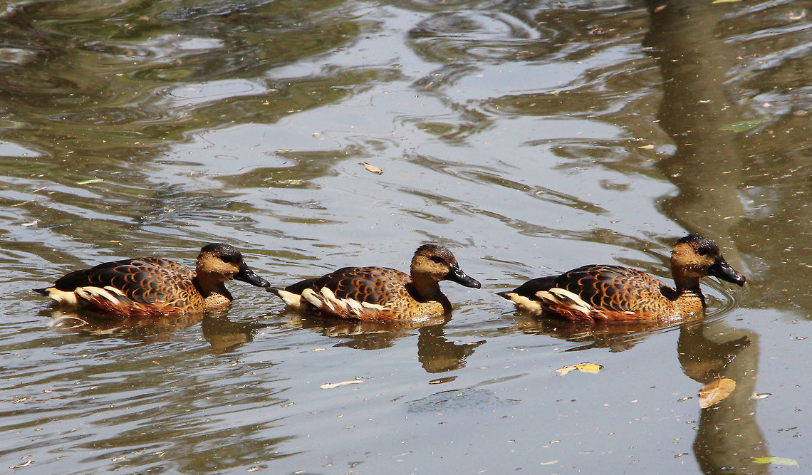 Wandering Whistling Duck - Dendrocygna arcuata  Australia,Dendrocygna arcuata,Geotagged,Spring,Wandering Whistling Duck