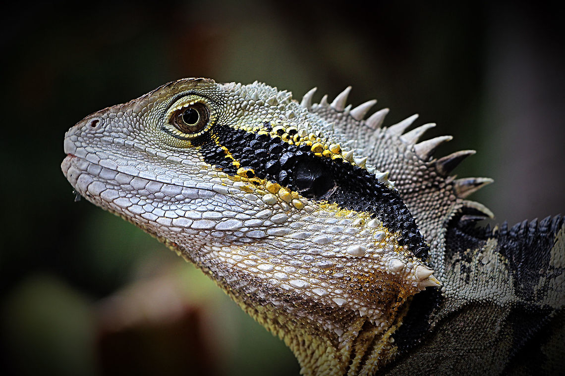 Australian water Dragon - Intellagama lesueurii Male in breeding colour. Australia,Australian water dragon,Geotagged,Intellagama lesueurii,Spring