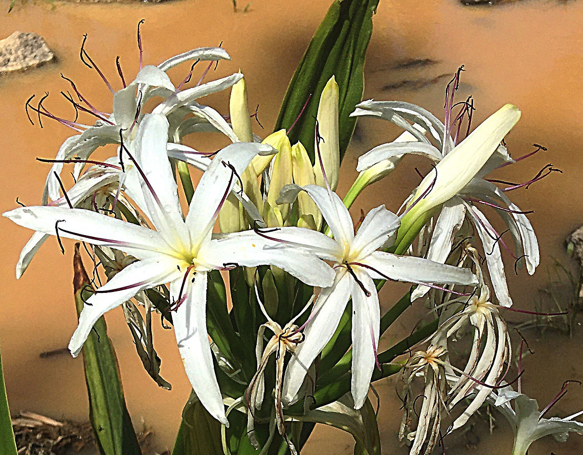 Swamp Lily - Crinum pedunculatum  Australia,Crinum pedunculatum,Geotagged,Spring