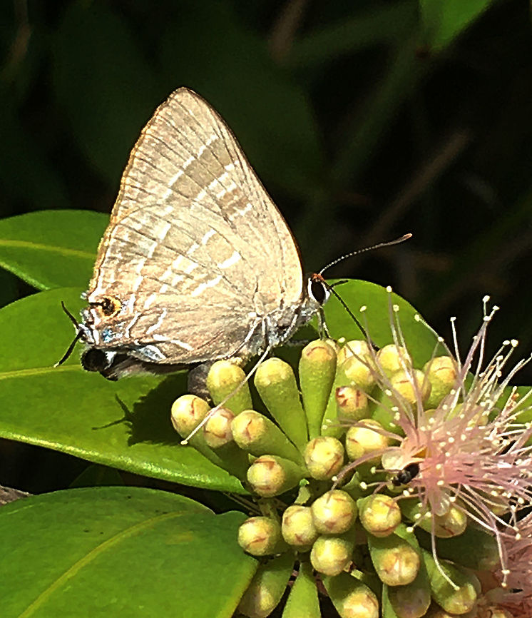 Wattle blue - Theclinesthes miskini  Australia,Eamw butterflies,Geotagged,Spring,Theclinesthes miskini,Wattle blue