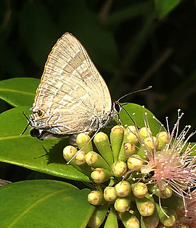 Wattle blue - Theclinesthes miskini  Australia,Eamw butterflies,Geotagged,Spring,Theclinesthes miskini,Wattle blue