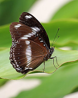 Great eggfly - Hypolimnas bolina  Australia,Eamw butterflies,Geotagged,Great eggflys,Hypolimnas bolina,Spring