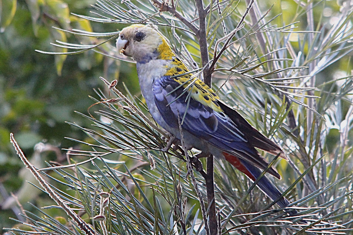 Pale-headed Rosella - Platycercus adscitus Feeding on Grevillia seed pods. Australia,Geotagged,Pale-headed Rosella,Platycercus adscitus,Spring