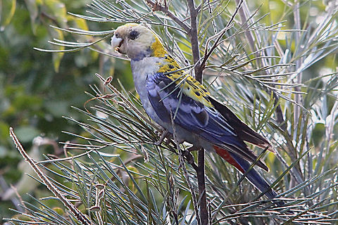 Pale-headed Rosella - Platycercus adscitus Feeding on Grevillia seed pods. Australia,Geotagged,Pale-headed Rosella,Platycercus adscitus,Spring