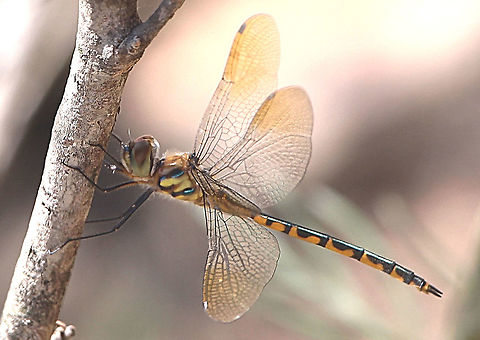 Australian emerald - Hemicordulia australiae Female observed a fair distance away from a farm dam. Australia,Australian emerald,Eamw dragonflies,Geotagged,Hemicordulia australiae,Spring