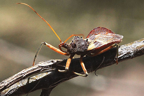 Australian assassin bug - Pristhesancus plagipennis  Australia,Australian assassin bug,Geotagged,Pristhesancus plagipennis,Spring