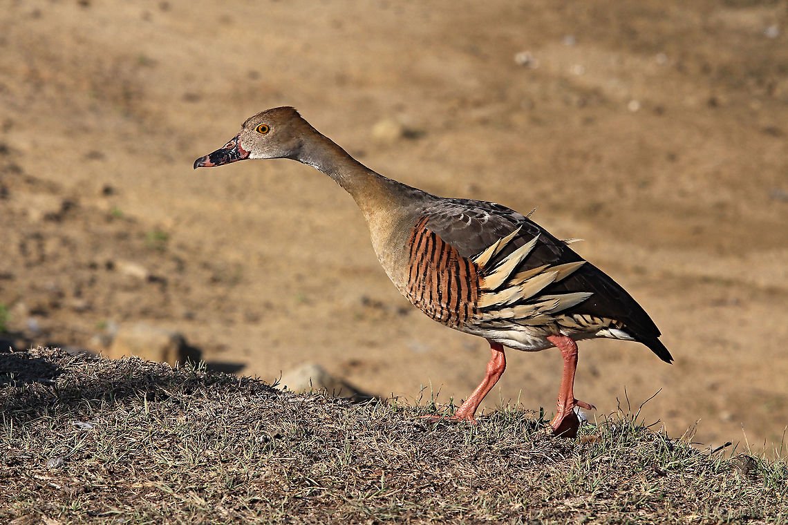 Plumed Whistling Duck - Dendrocygna eytoni  Australia,Dendrocygna eytoni,Geotagged,Plumed Whistling Duck,Spring