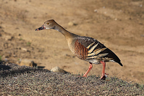 Plumed Whistling Duck - Dendrocygna eytoni  Australia,Dendrocygna eytoni,Geotagged,Plumed Whistling Duck,Spring