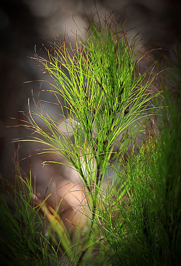 Tassel Cord Rush- Baloskion tetraphyllum  Australia,Baloskion tetraphyllum,Geotagged,Spring