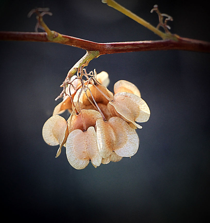 Hop bush - Dodonaea viscosa  Australia,Dodonaea viscosa,Geotagged,Spring
