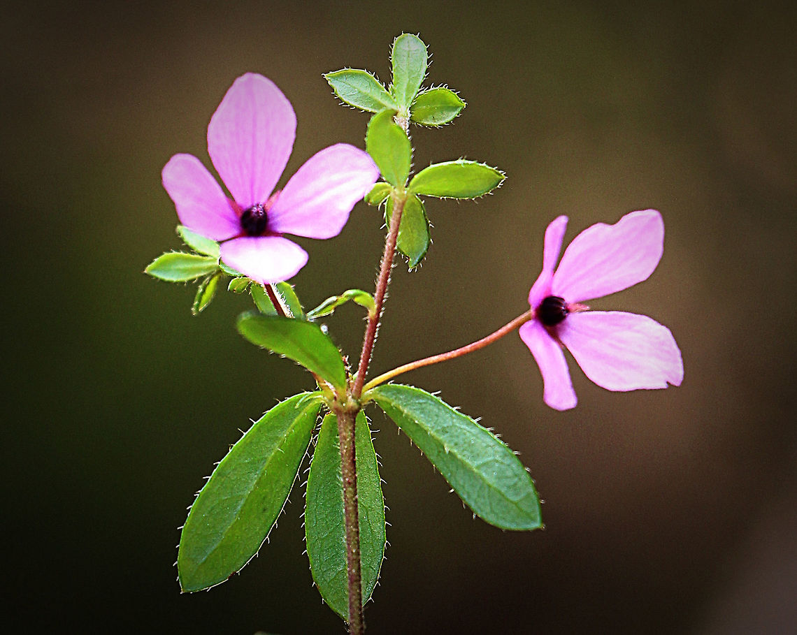 Soft Boronia - Boronia mollis  Australia,Boronia mollis,Geotagged,Soft boronia,Spring