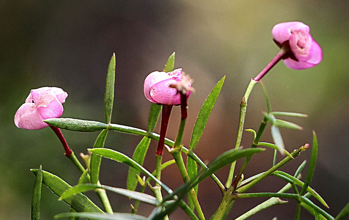 Unopened flowers of Boronia pinnata  Australia,Boronia pinnata,Geotagged,Spring