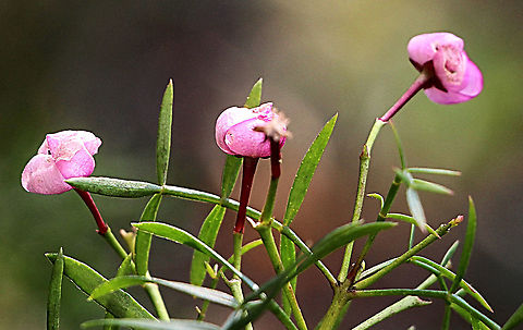 Unopened flowers of Boronia pinnata Australia,Boronia pinnata,Geotagged,Spring