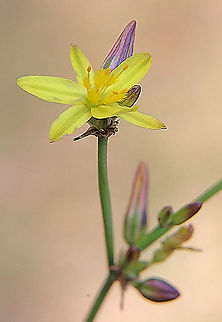Yellow rush lily - Tricoryne elatior  Australia,Geotagged,Spring,Tricoryne elatior,Yellow Autumn Lily