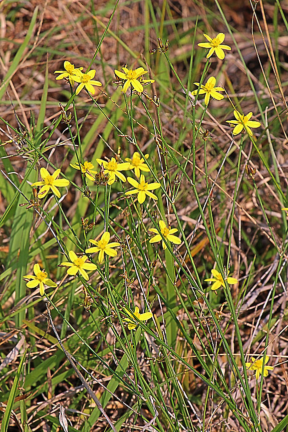 Yellow Rush Lily - Tricoryne elator  Australia,Geotagged,Spring,Tricoryne elatior,Yellow Autumn Lily