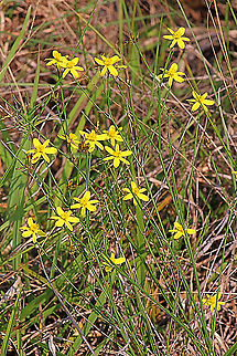 Yellow Rush Lily - Tricoryne elator  Australia,Geotagged,Spring,Tricoryne elatior,Yellow Autumn Lily