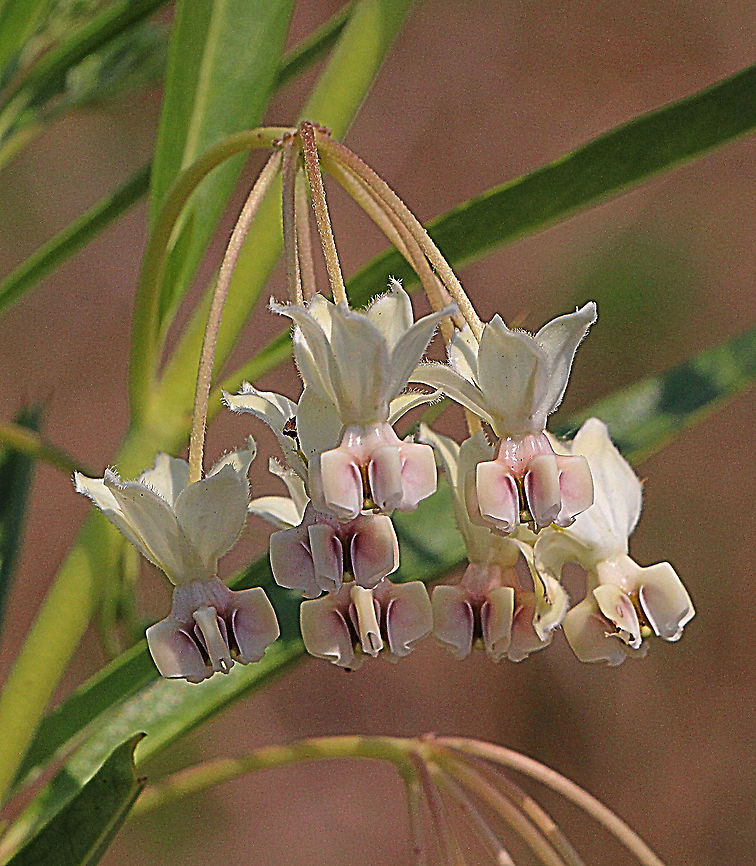 Milkweed or swan plant flowers - Gomphocarpus fruticosus  Australia,Geotagged,Gomphocarpus fruticosus,Spring