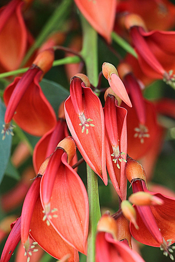 Cockspur coral tree - Erythrina Christa-galli  Australia,Cockspur coral tree,Erythrina crista-galli,Geotagged,Spring