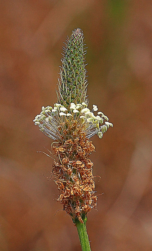 Ribwort Plantain - Plantago lanceolata  Australia,Geotagged,Plantago lanceolata,Ribwort Plantain,Spring