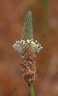 Ribwort Plantain - Plantago lanceolata  Australia,Geotagged,Plantago lanceolata,Ribwort Plantain,Spring